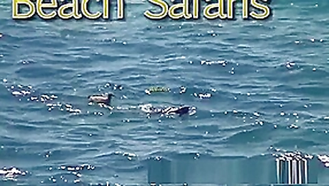 Rafians Beach Safaris 25 Rafians Beach Safaris 25