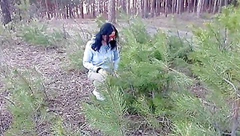 Effeuillage en foret. Effeuillage en foret.
