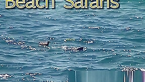 Rafian Beach Safaris 25 HD Rafian Beach Safaris 25 HD