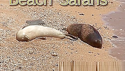 Rafian Beach Safaris 22 HD Rafian Beach Safaris 22 HD
