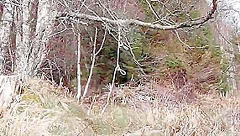 Naked self-bondage in the woods gone wrong. Naked self-bondage in the woods gone wrong.