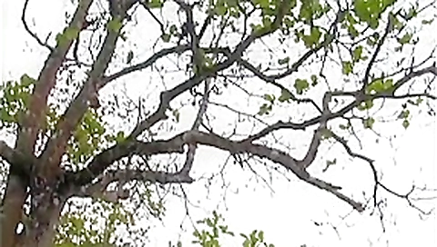 Incredible pornstar in amazing brunette, outdoor sex scene Incredible pornstar in amazing brunette, outdoor sex scene