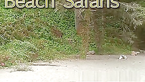 Rafians Beach Safaris 26 Rafians Beach Safaris 26